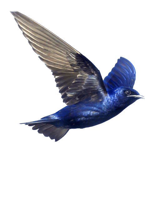 Max Doré animateur de Podcast