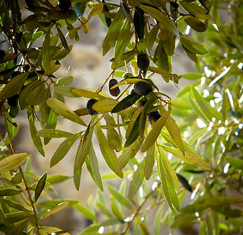 Olives