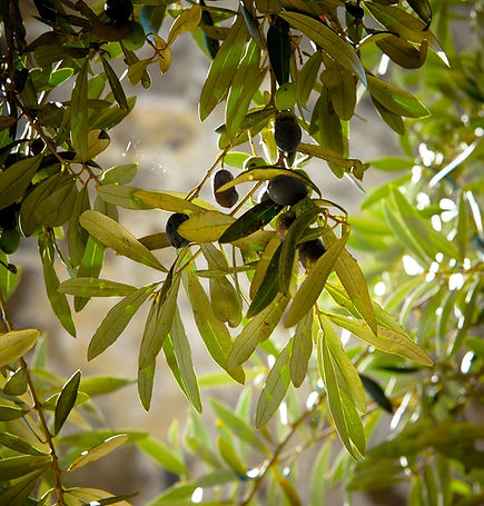 Olives