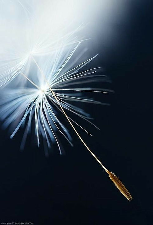 dandelion24.jpg