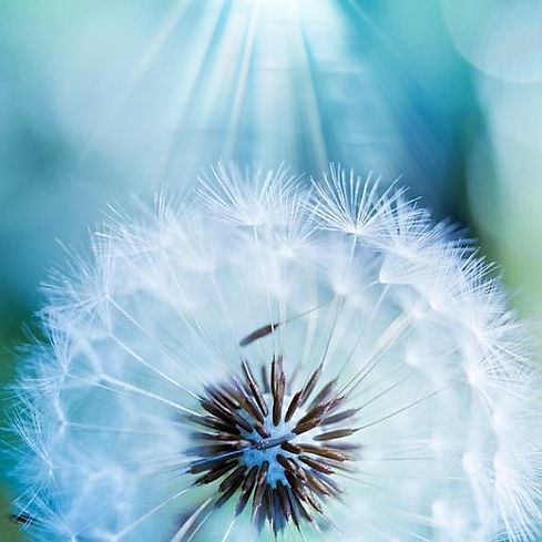 dandelion11_edited_edited.jpg