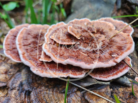 Fungi 2