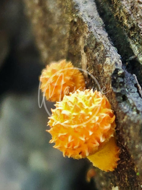Fungi 10
