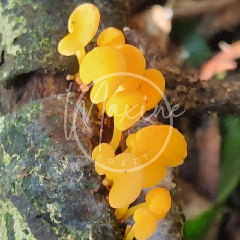 Fungi 14