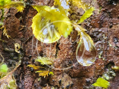 Fungi 22