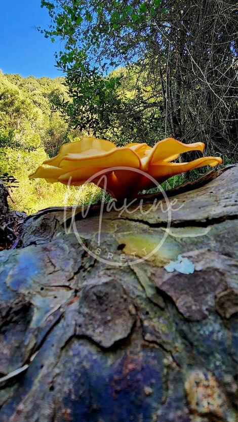 Fungi 12