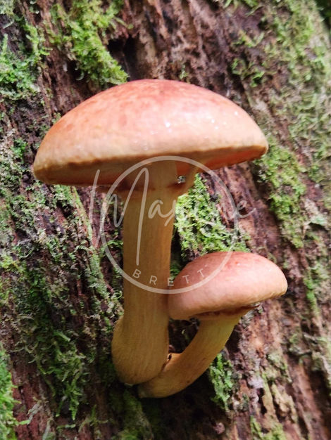 Fungi 19