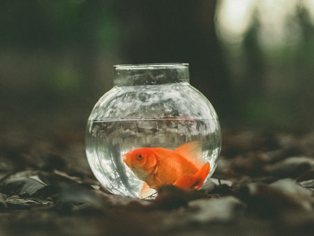 Why Other's Opinions Don't Bother Me