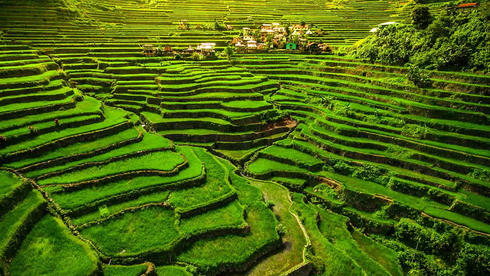 Banaue Rice Terraces.