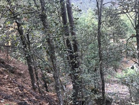 Encuentran a persona sin vida entre Tomochi y Basaseachi