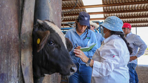 Revisar, curar y vigilar heridas es la mejor defensa contra el GBG: Desarrollo Rural