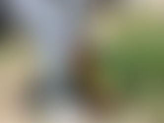 En Juárez, jóvenes infractores siembran y cosechan frutas