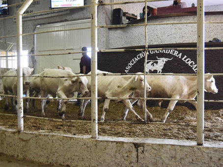 Subasta de ganado incautado a César D.J. en el Rancho Santa Rita permite recuperar 1.78 mdp