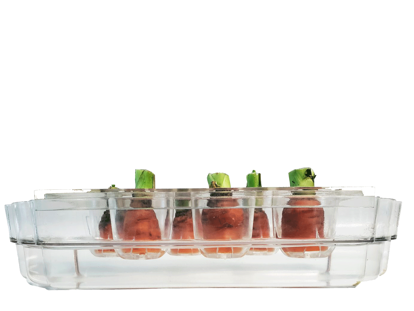 Carrots-before-after.gif
