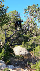 Aphrodite trail