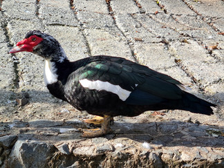 Trail Fountoukodasos in Polystypos