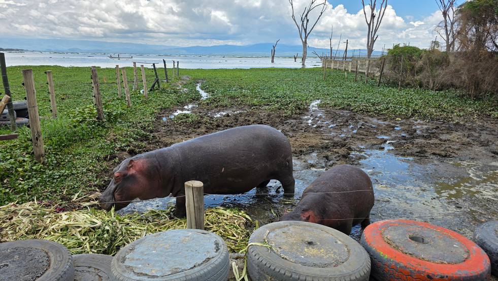 Hippos Lake Naivasha Kenya