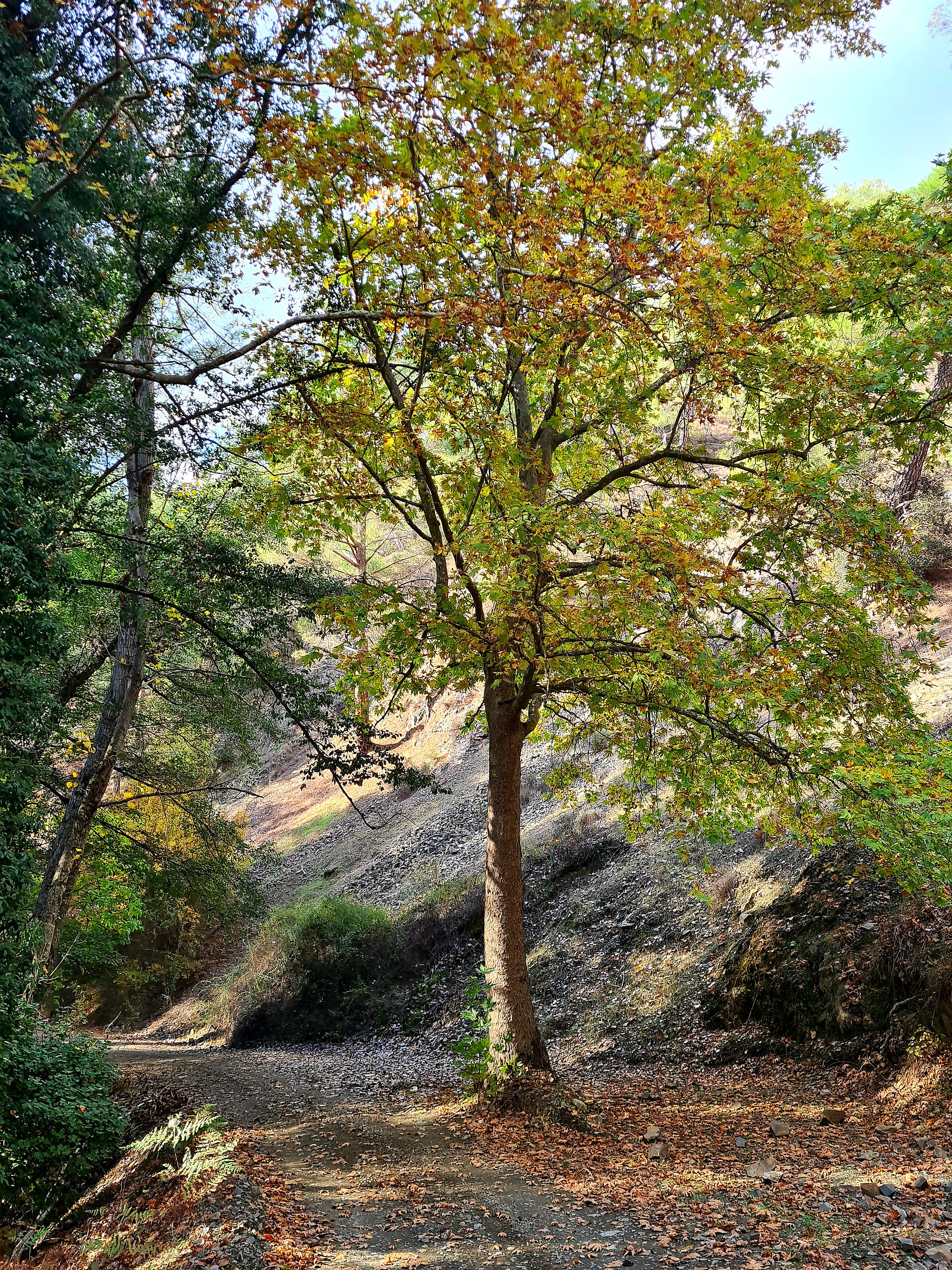 Valley of Platy
