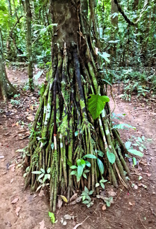 Peruvian Amazon Rainforest