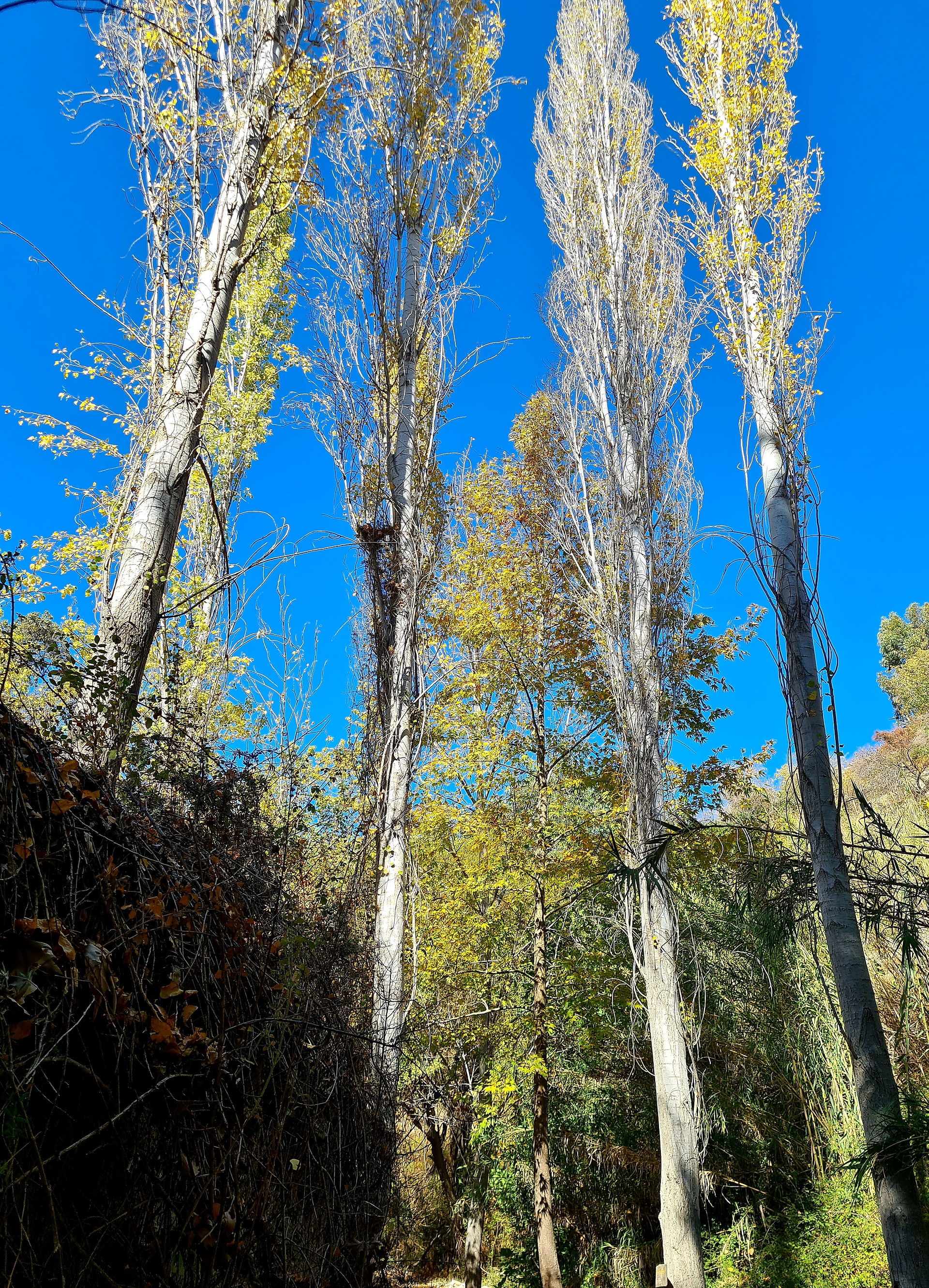 Trail Six Springs (6 Vryses) in Arsos