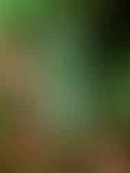 Peruvian Amazon Rainforest