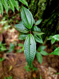 Peruvian Amazon Rainforest