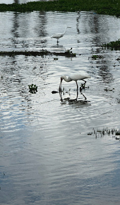 Birds Lake Naivasha