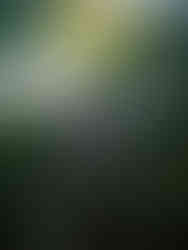 Peruvian Amazon Rainforest