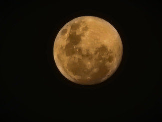 Peruvian Amazon Rainforest