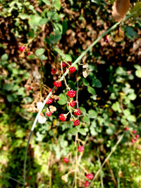 Trail Aidonia in Kampi tou Farmaka