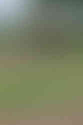 Nairobi National Park