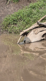 Nairobi National Park