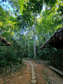 Peruvian Amazon Rainforest