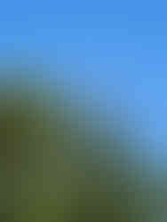 Peruvian Amazon Rainforest