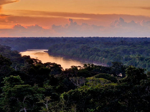 Exploring the Peruvian Amazon Rainforest: A wildlife adventure