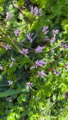 Gourri Trail Palaia Vrysi