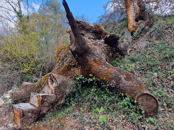 Watermill nature trail