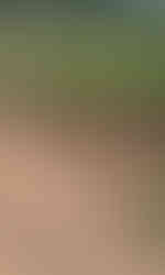 Nairobi National Park