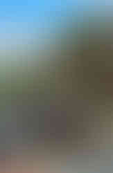 Hippos Lake Naivasha Kenya