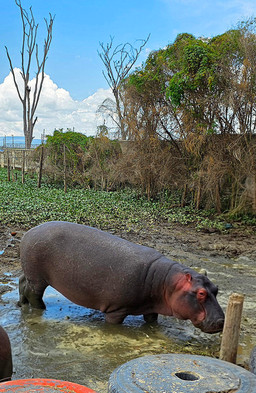 Hippos Lake Naivasha Kenya