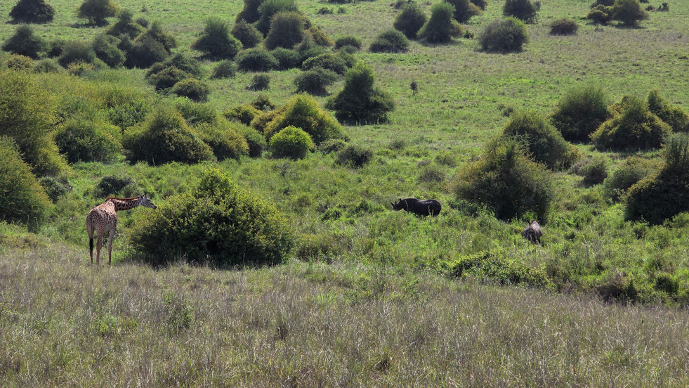Nairobi National Park