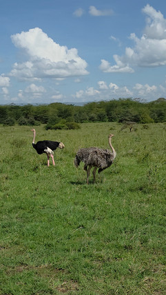 Nairobi National Park