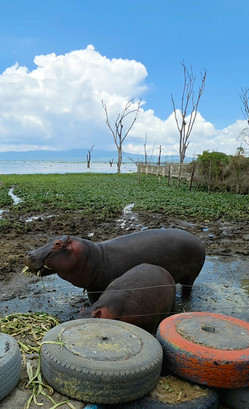 Hippos Lake Naivasha Kenya