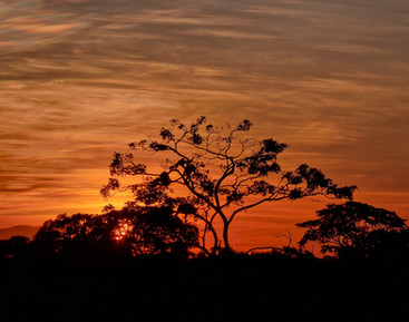 Peruvian Amazon Rainforest