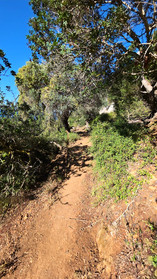 Adonis Trail