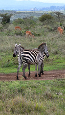 Nairobi National Park