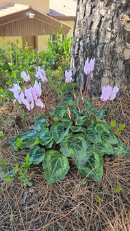 Gourri Trail Palaia Vrysi