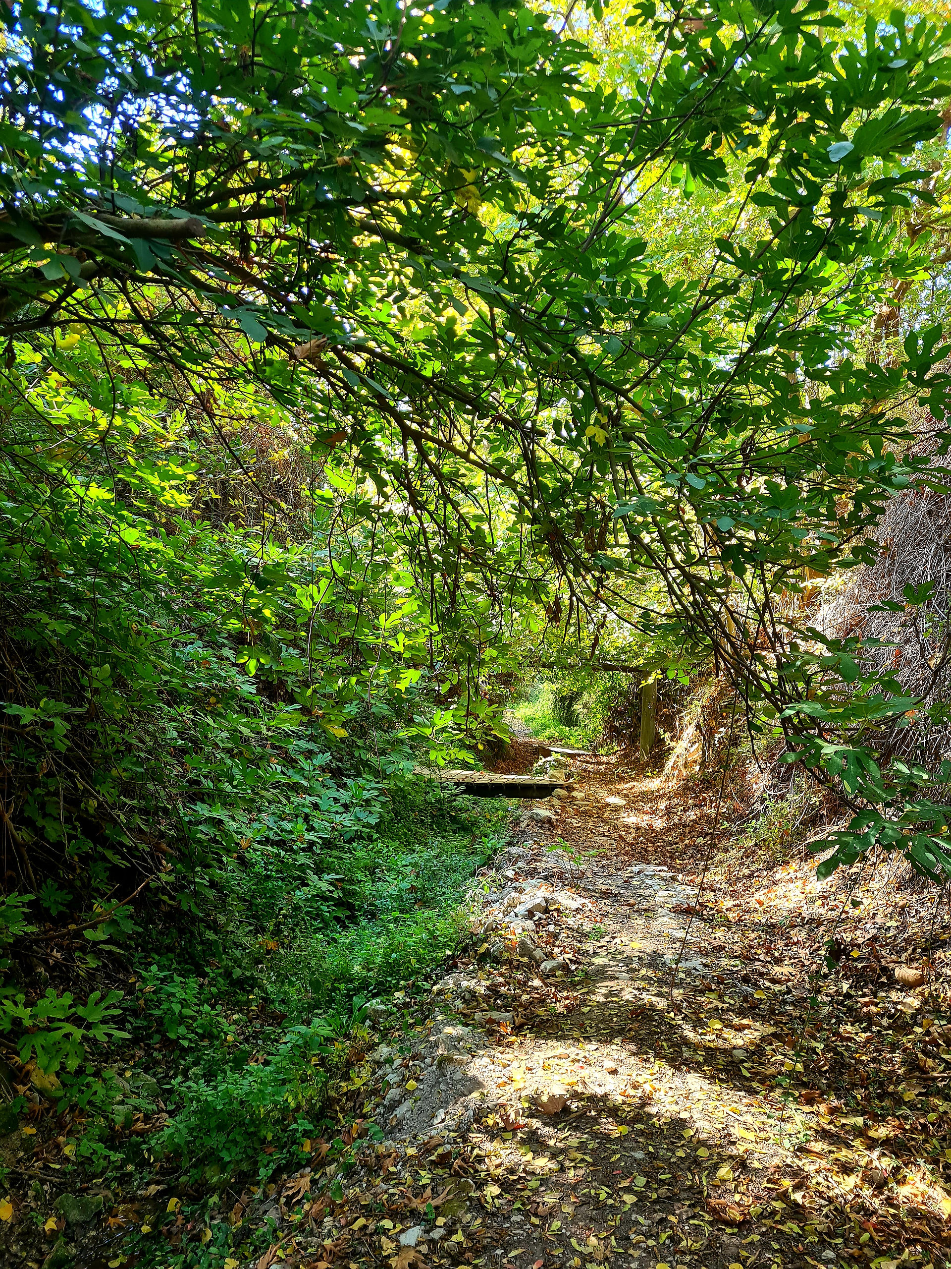 Trail Six Springs (6 Vryses) in Arsos