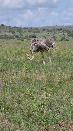 Nairobi National Park
