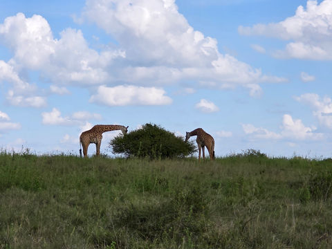 Nairobi National Park